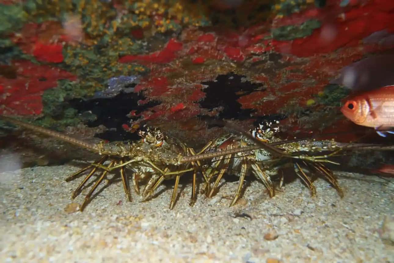 Friendly Island Divers — photo 4