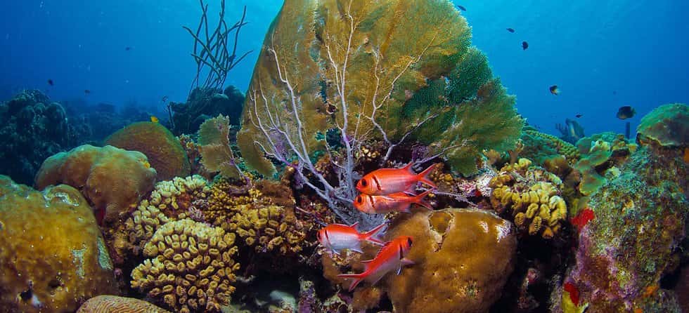 Central Coast Scuba — photo 3