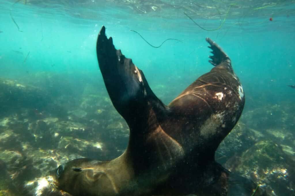 Dive In Scuba — photo 2