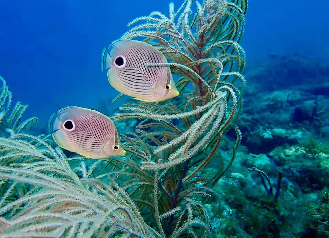 ScubaFortLauderdale.com - American Dream II — photo 3
