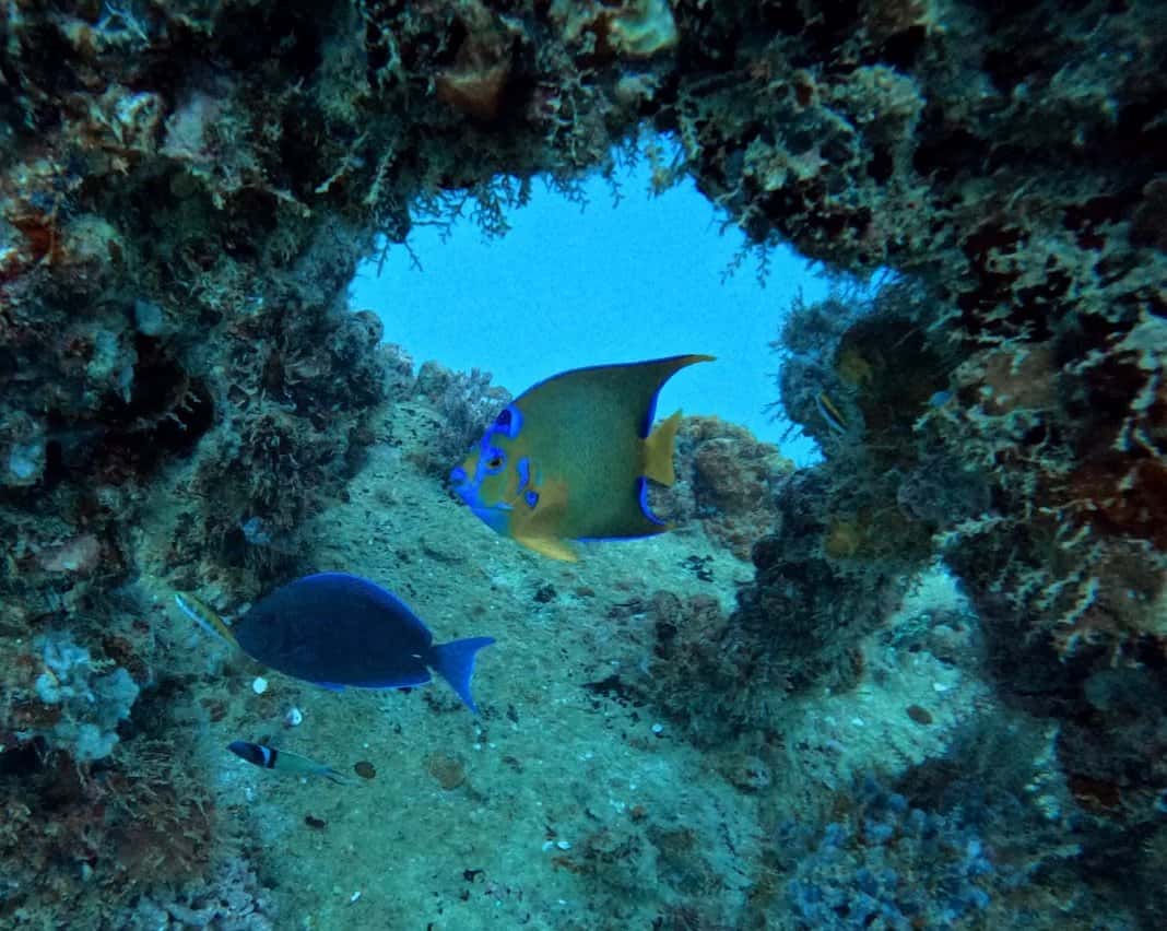ScubaFortLauderdale.com - American Dream II — photo 4