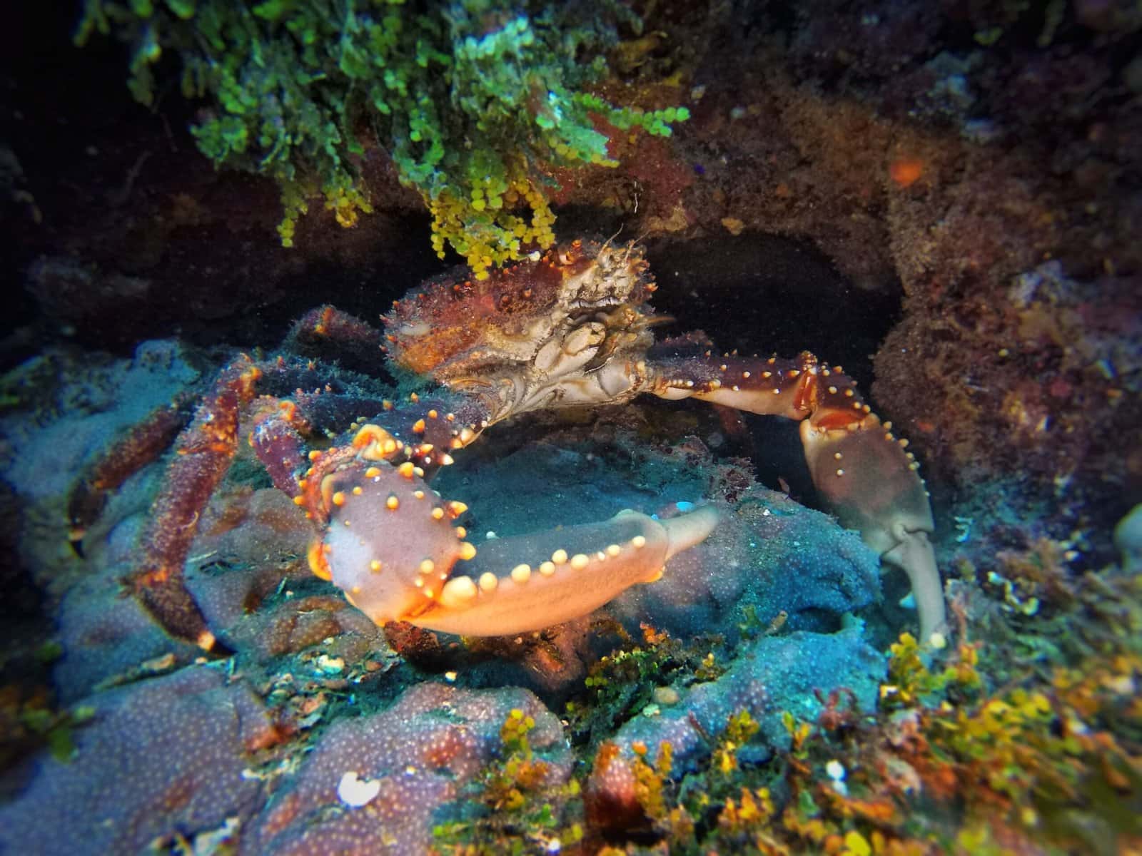 Dominican Divers — photo 2