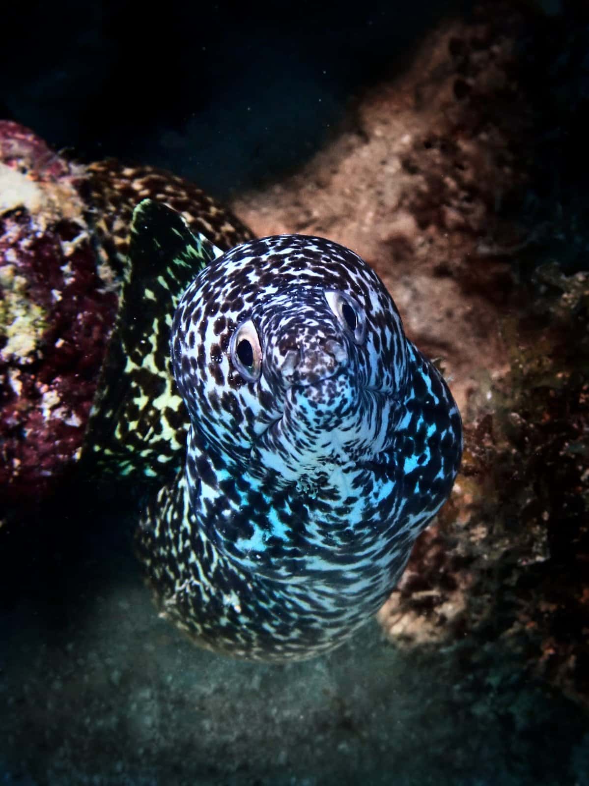 Dominican Divers — photo 4