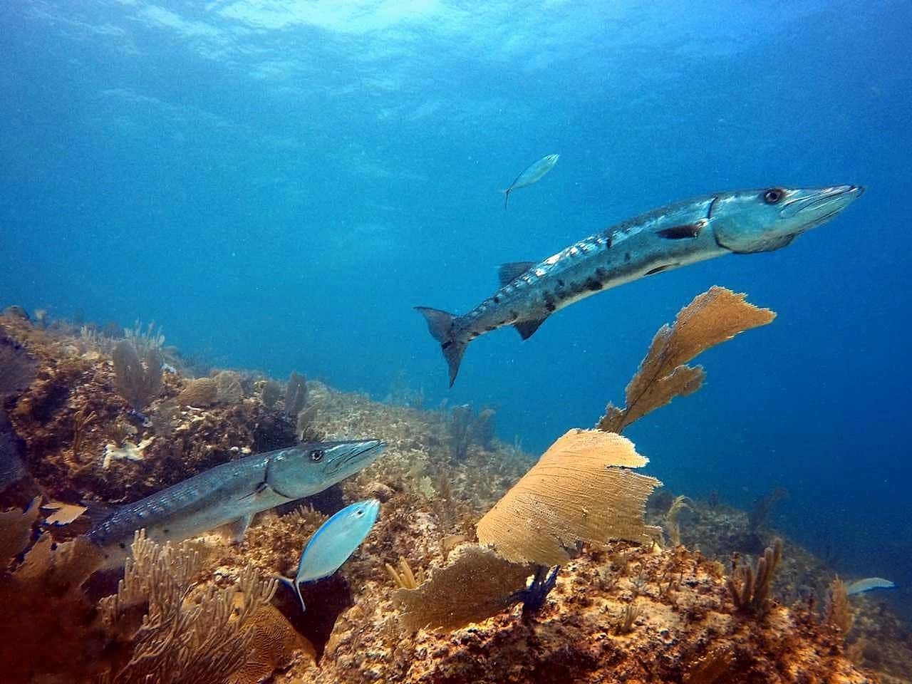 Dominican Divers