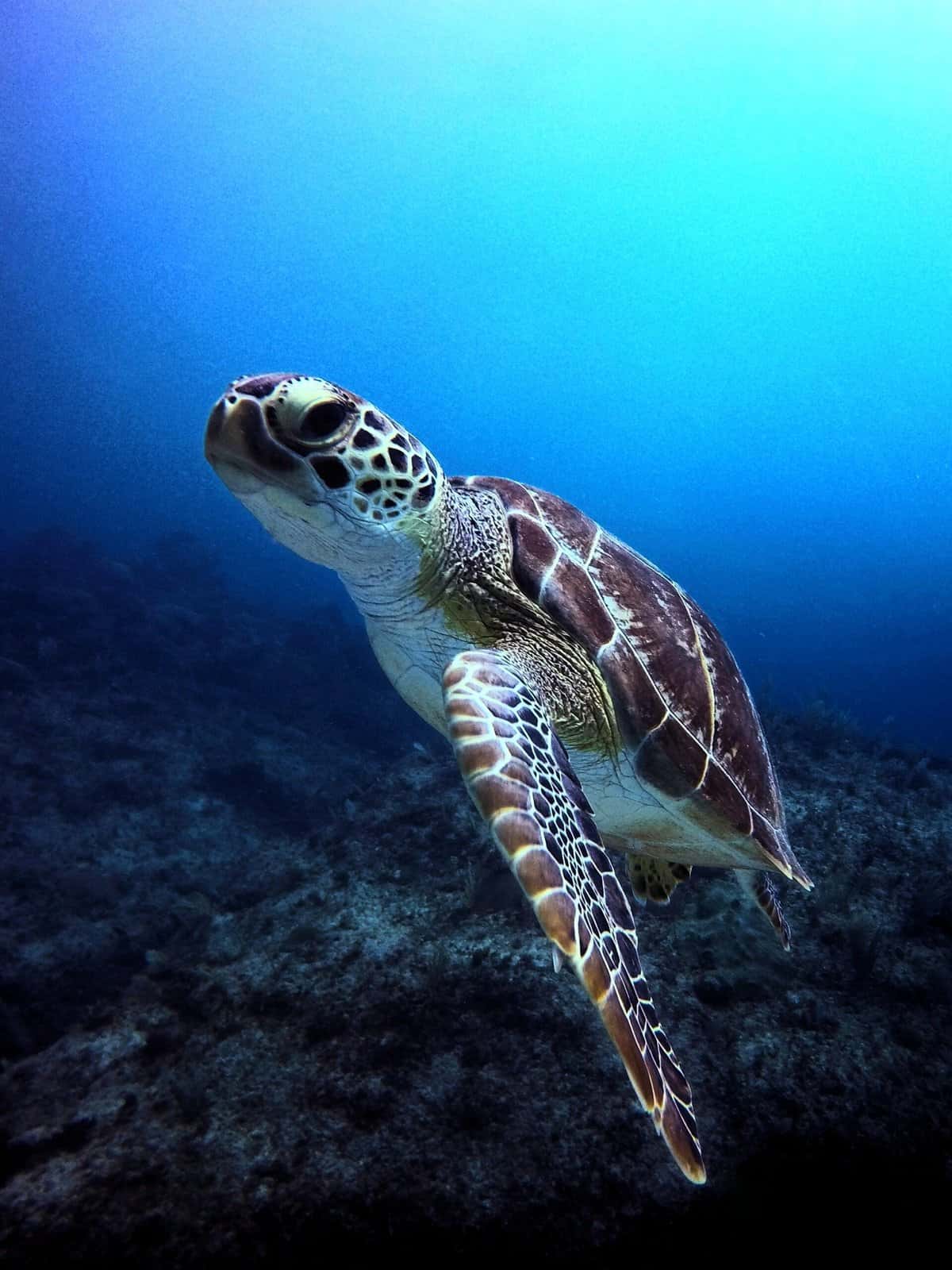 Dominican Divers — photo 3
