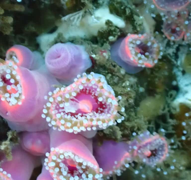 Ventura Dive Charters — photo 5