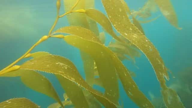 Ventura Dive Charters — photo 4