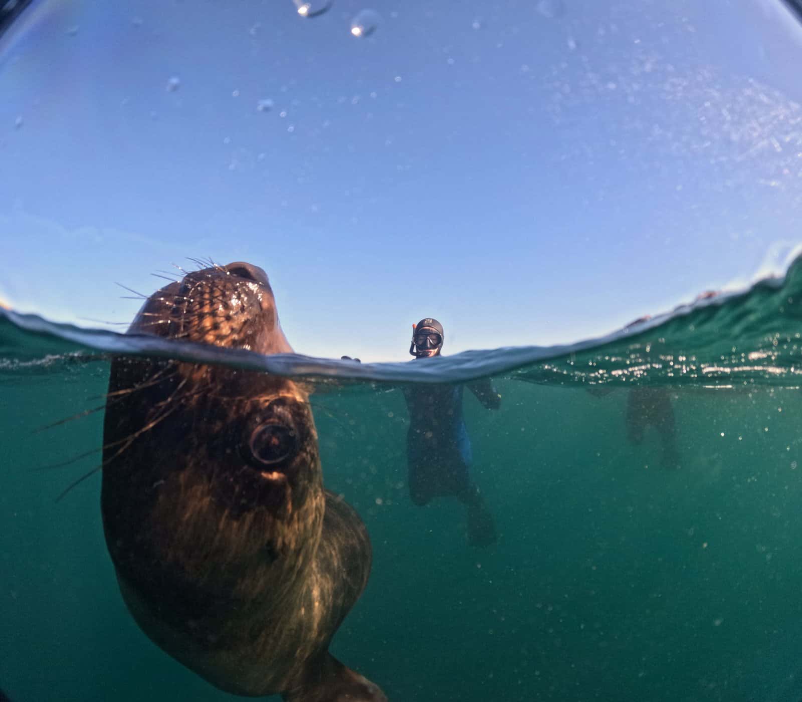 Madryn Buceo