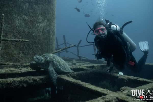 Dive in La Paz
