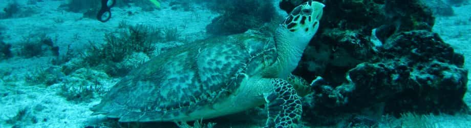 Playa Scuba Dive Center — photo 3