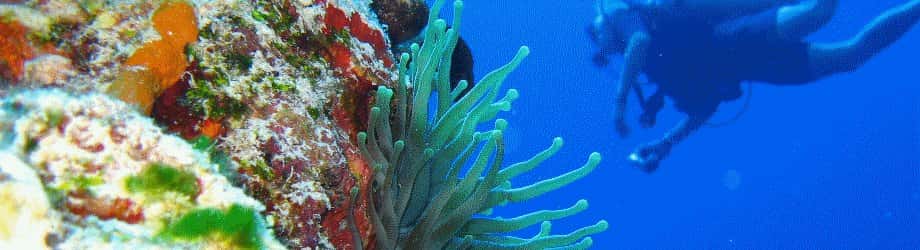 Playa Scuba Dive Center — photo 2