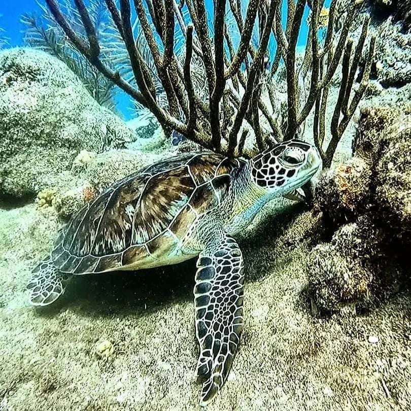 Superior Dive Sosua