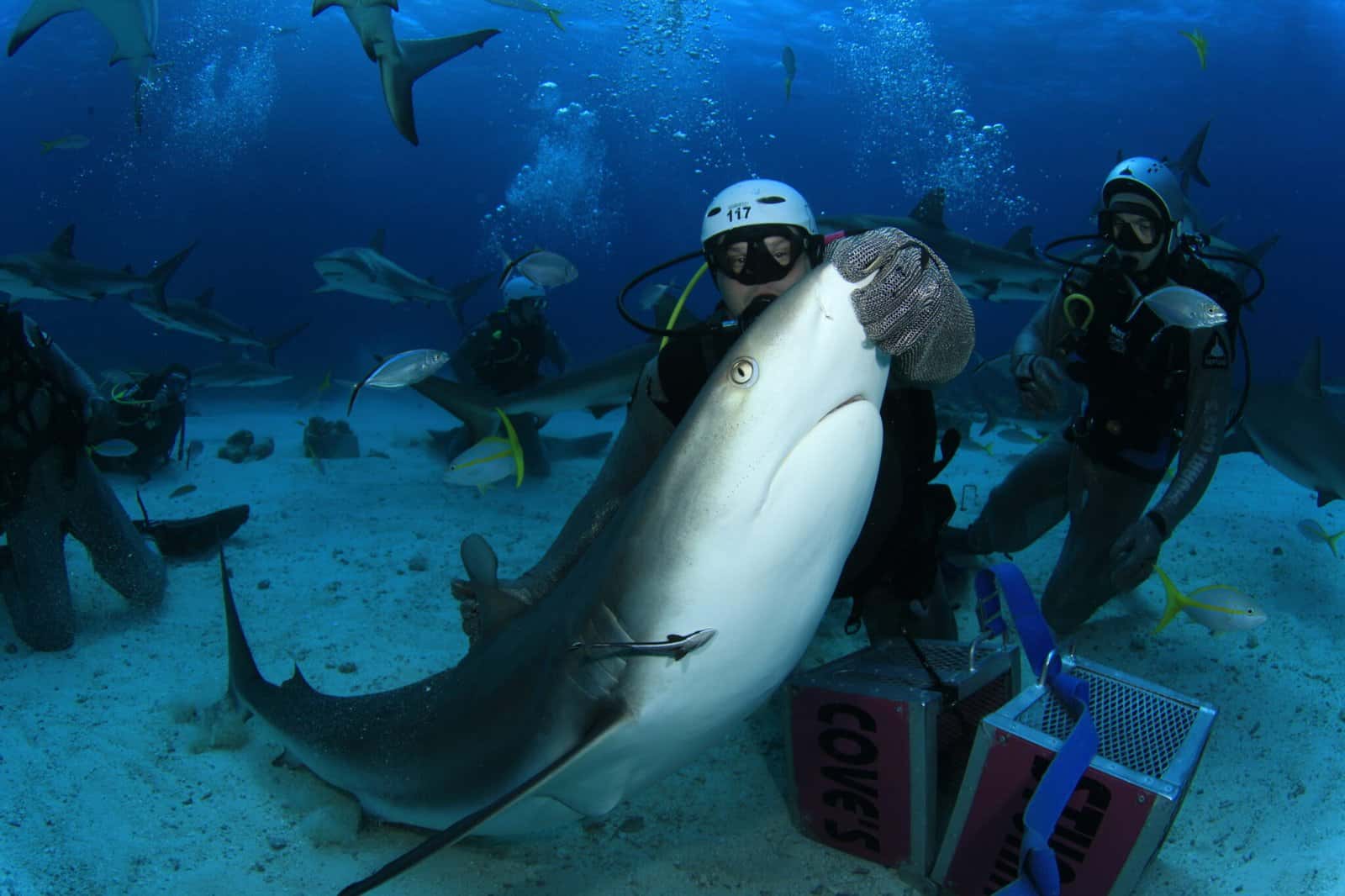Fun and Easy Diving
