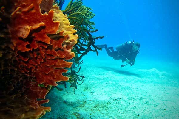 Diving Dominican Republic (Sharky's Shop)