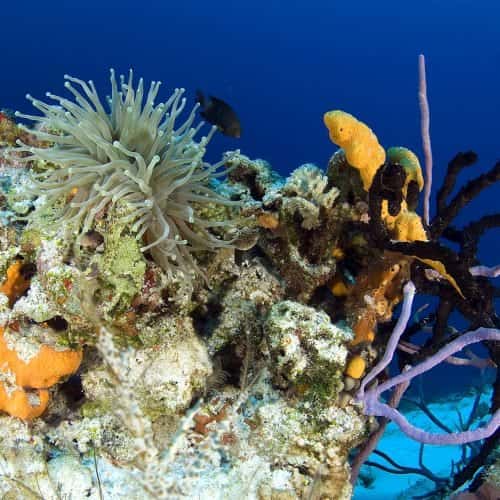 Scuba Playa — photo 3