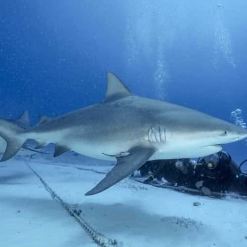 Scuba Playa — photo 4
