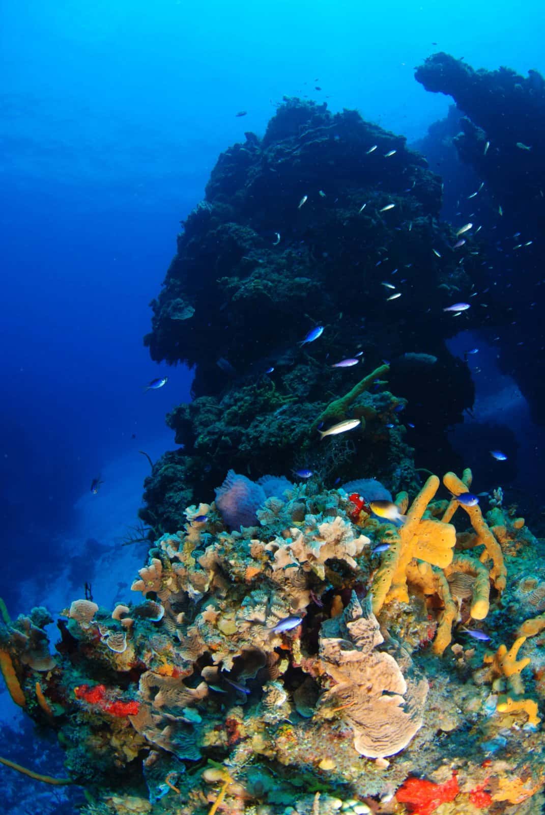 Aquanauts Dive Adventures — photo 3