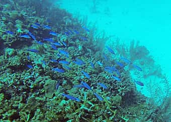 Frenchies Diving Services