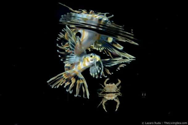Walker's Dive Charters — photo 4