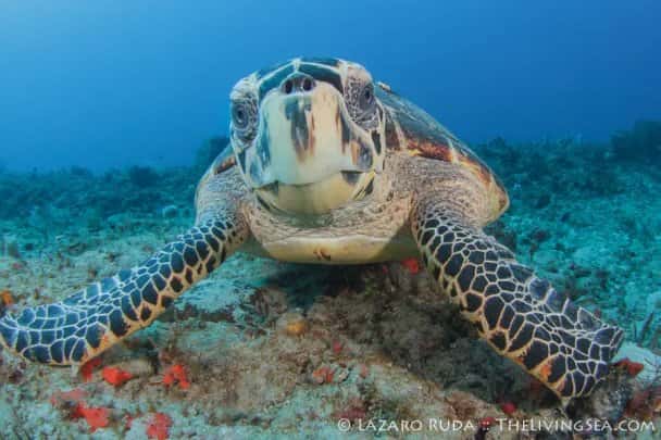 Walker's Dive Charters — photo 2