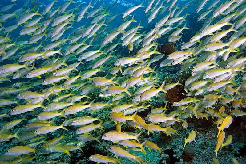 Islamorada Dive Center — photo 5