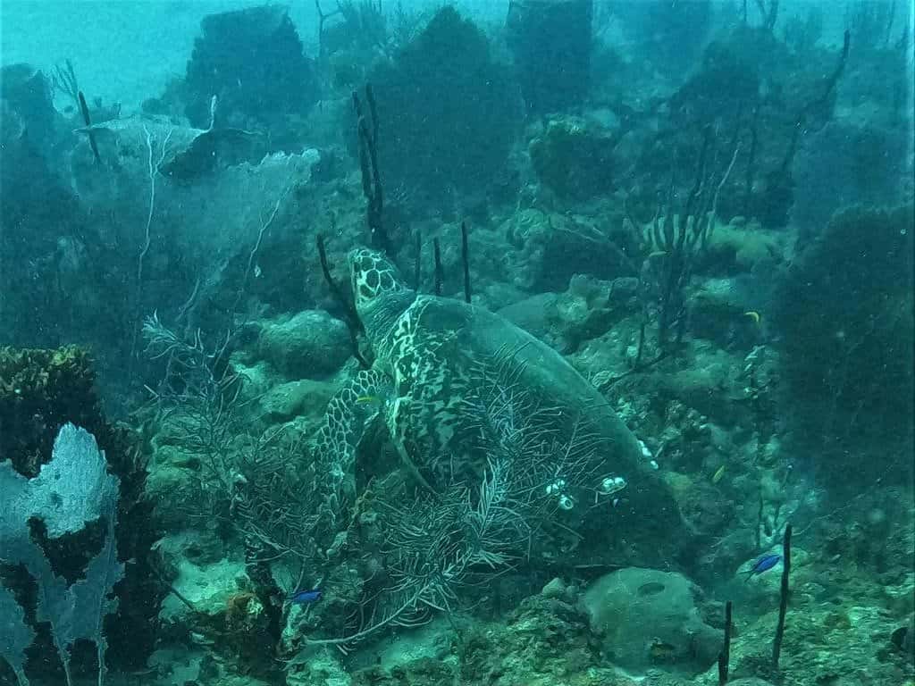 Tropical Sea Divers