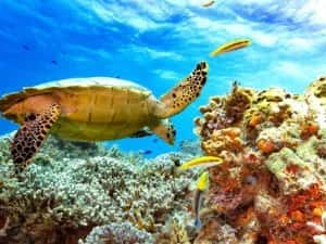 Lauderdale Diver
