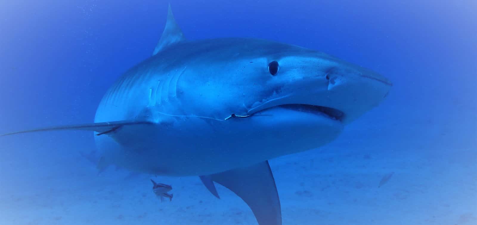 Caloosa Dive Club