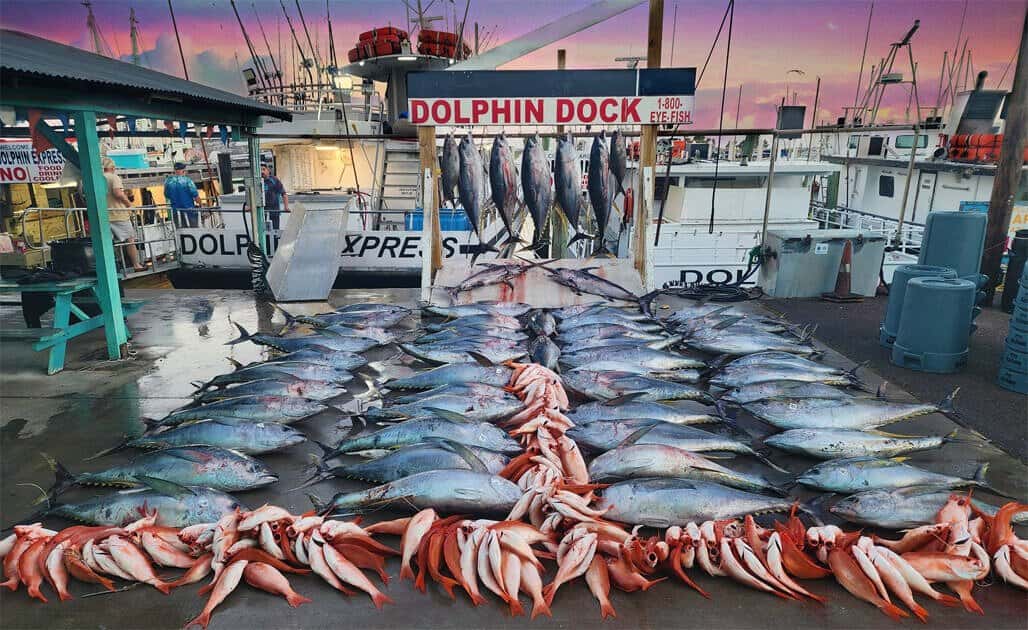 Dolphin Docks