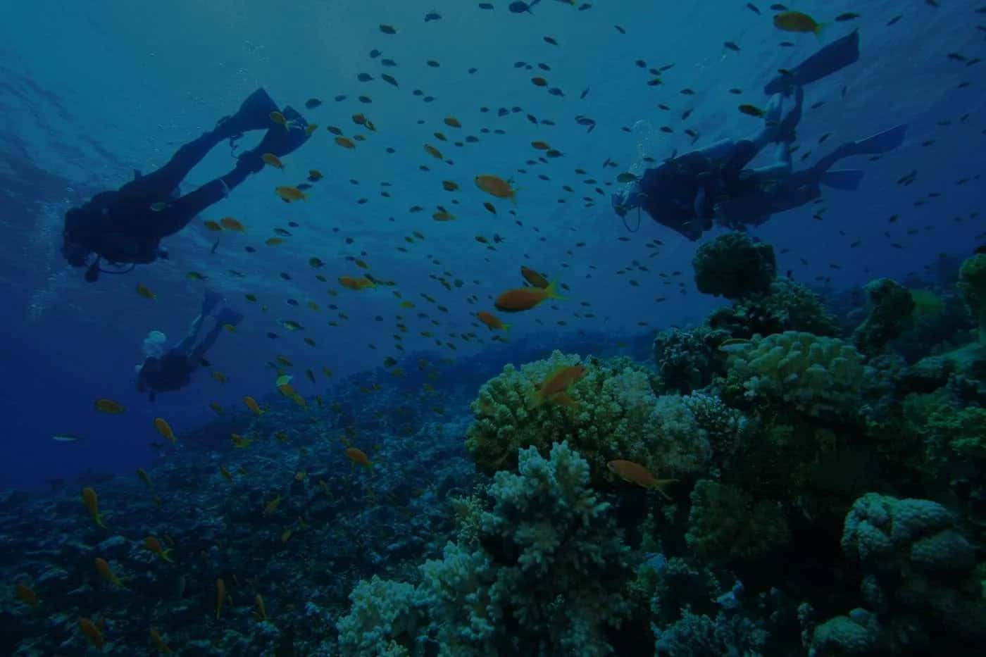 Red Alert Diving