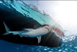 Emerald Charters
