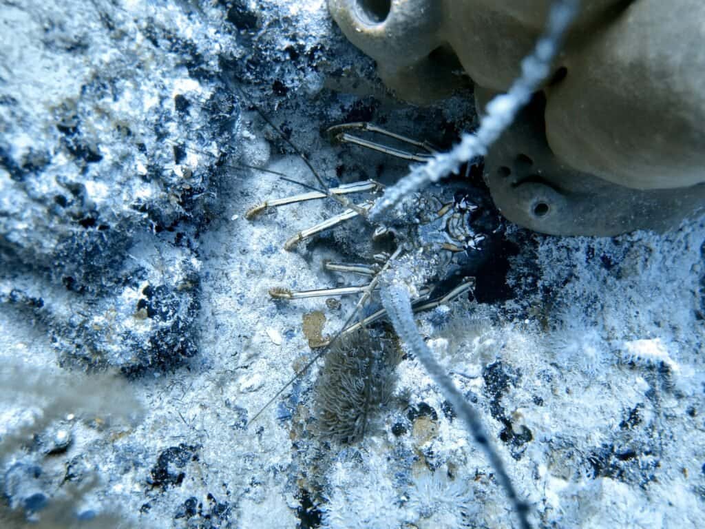 Aqua Life Divers — photo 3