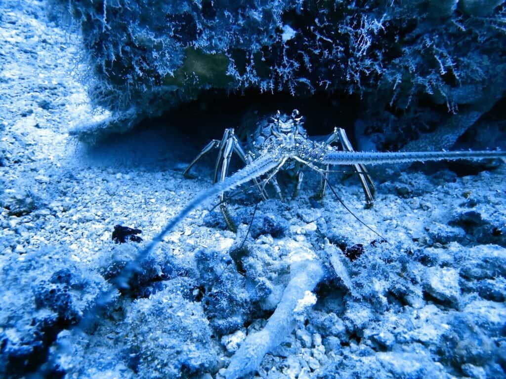 Aqua Life Divers — photo 2