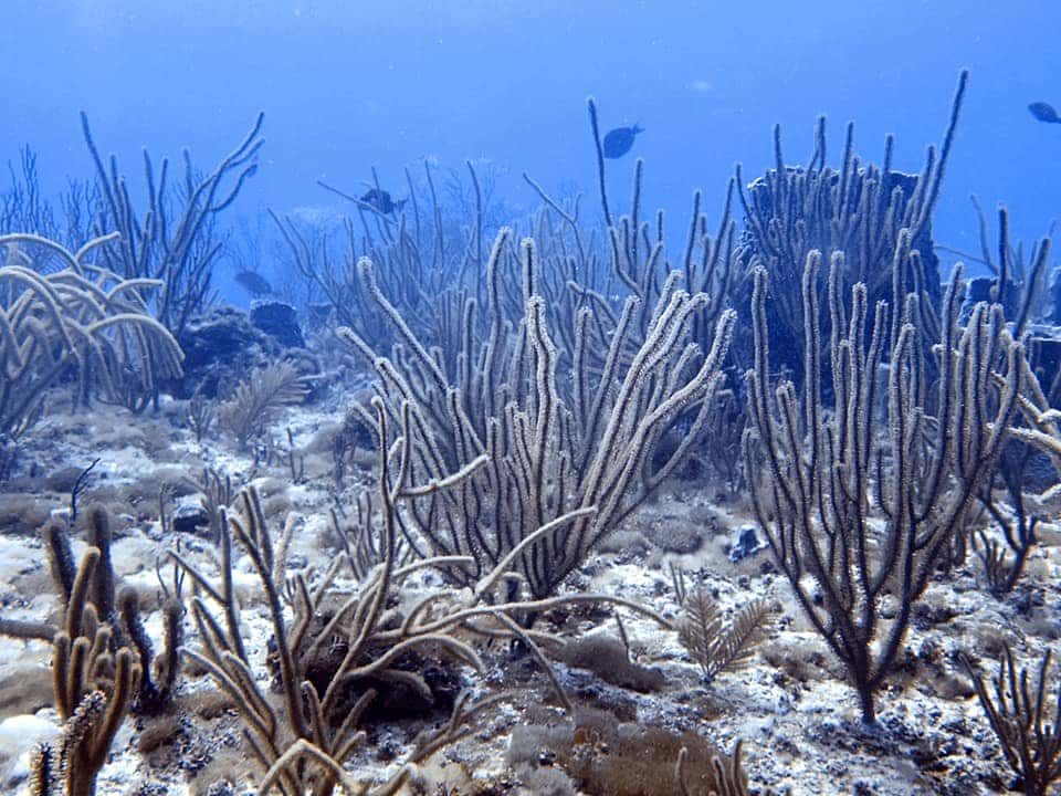 Aqua Life Divers — photo 4