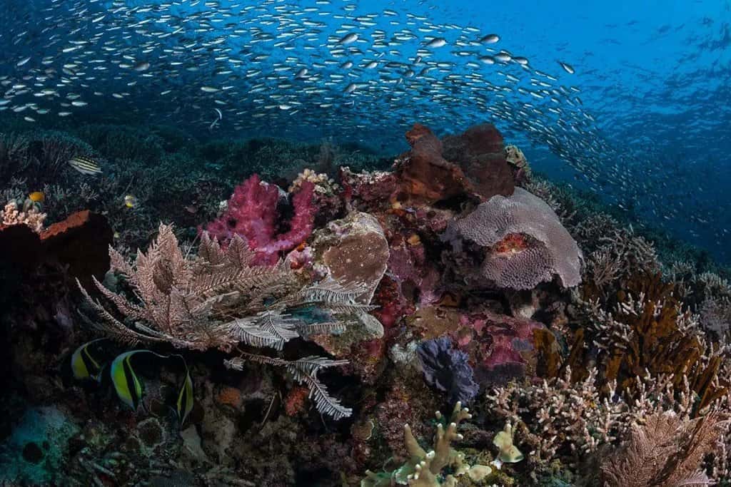 Scuba Shack