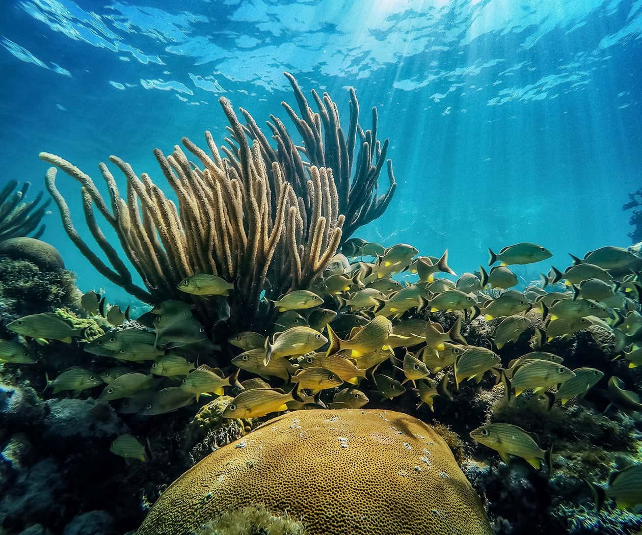 Key Largo Scuba Diving — photo 3