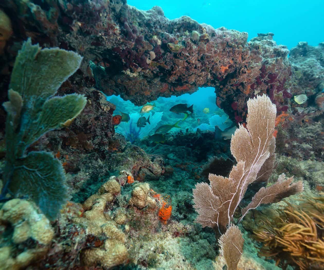 Key Largo Scuba Diving — photo 4
