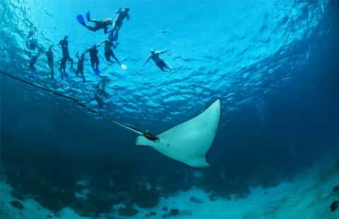 Amigos del Mar