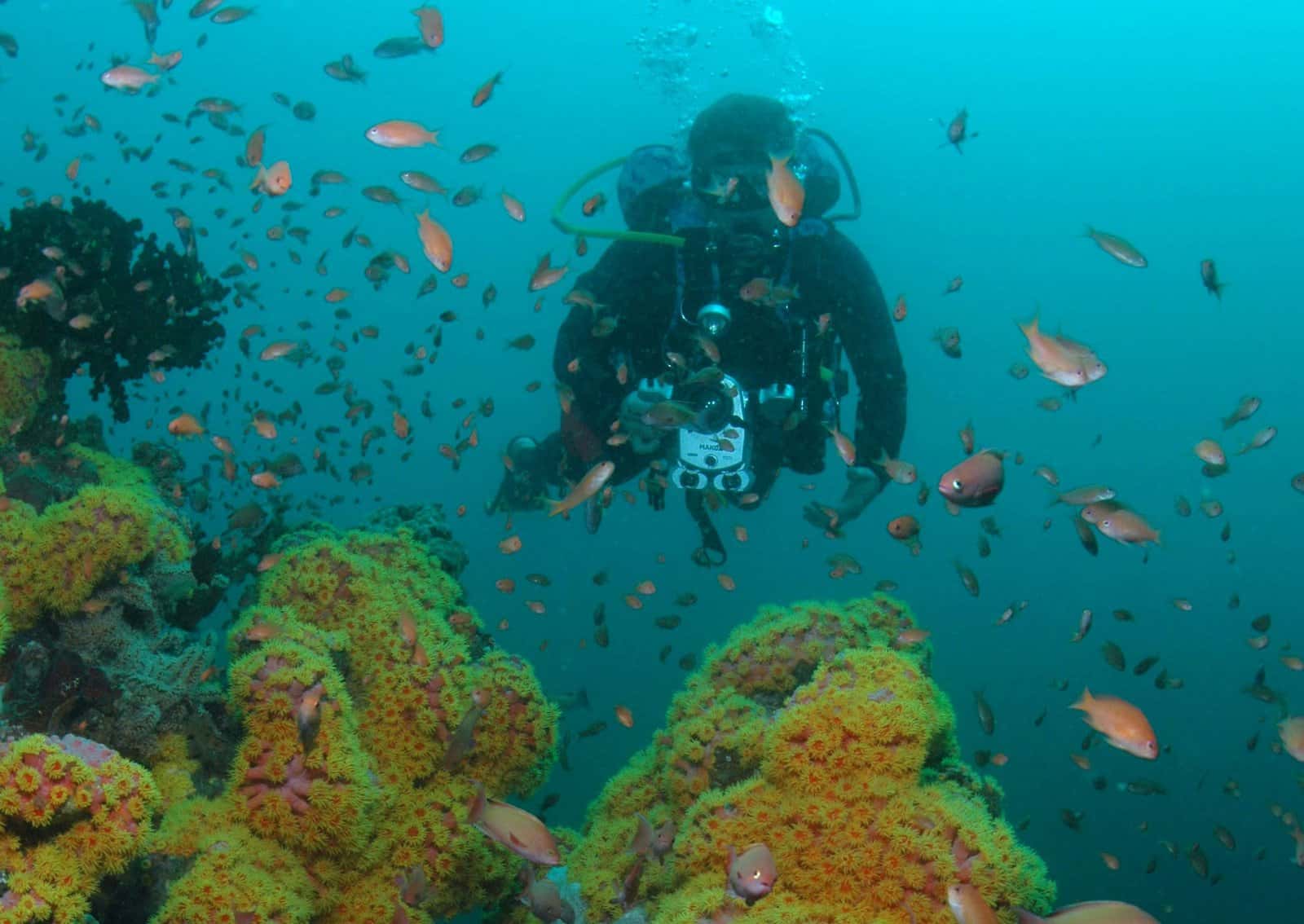 Anacortes Diving
