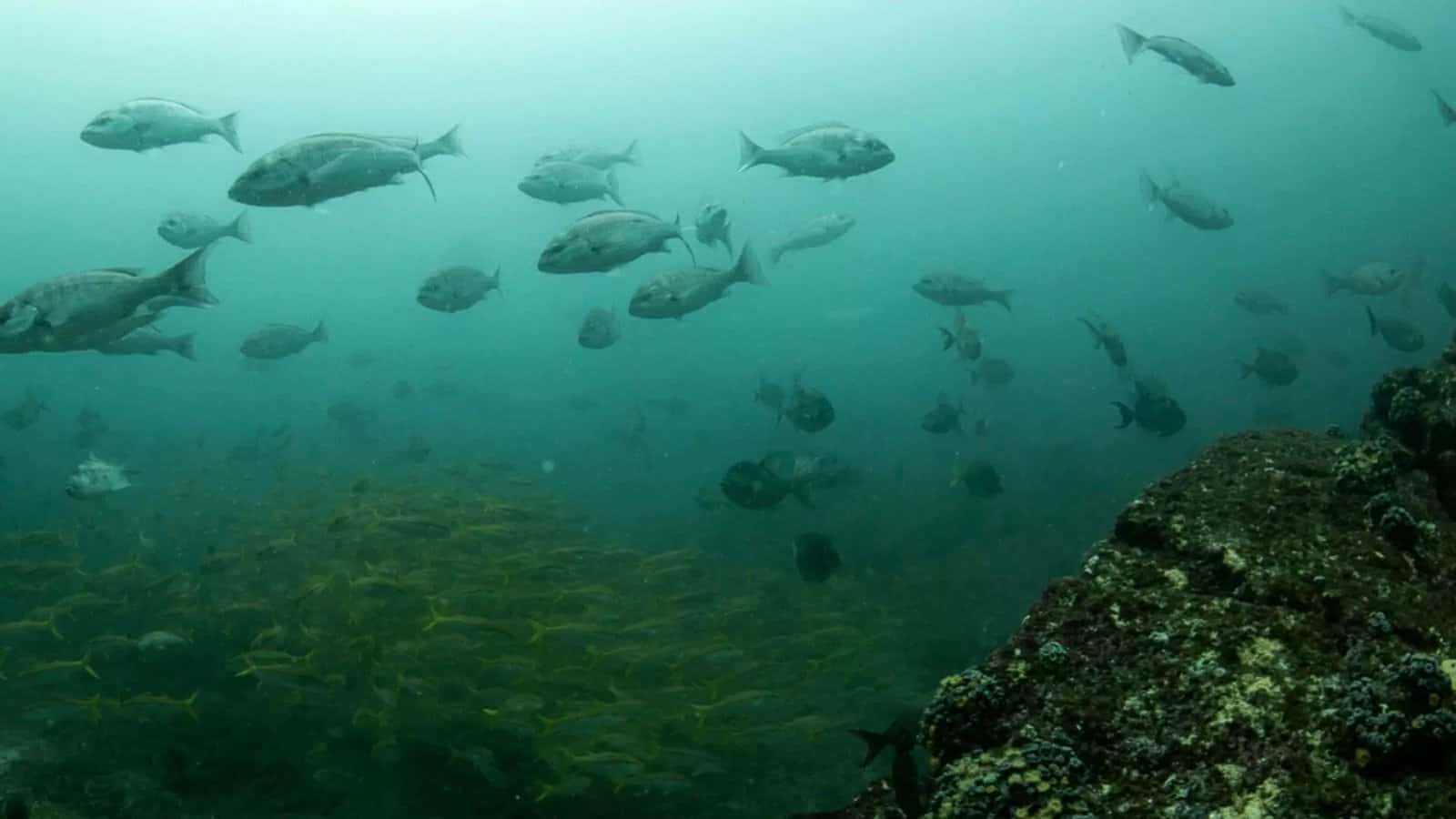 Koox Diving