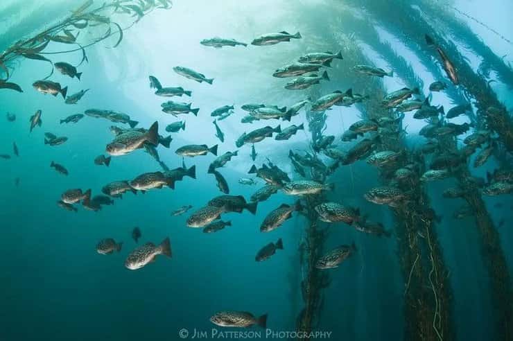 Beachhopper II Dive Charters — photo 3