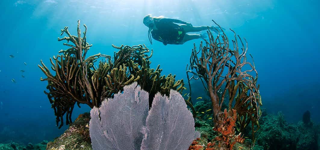 Reef Shepherd