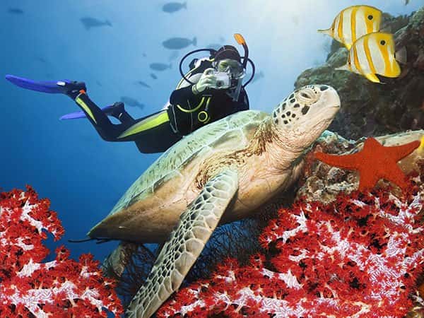 Gulf Coast Divers