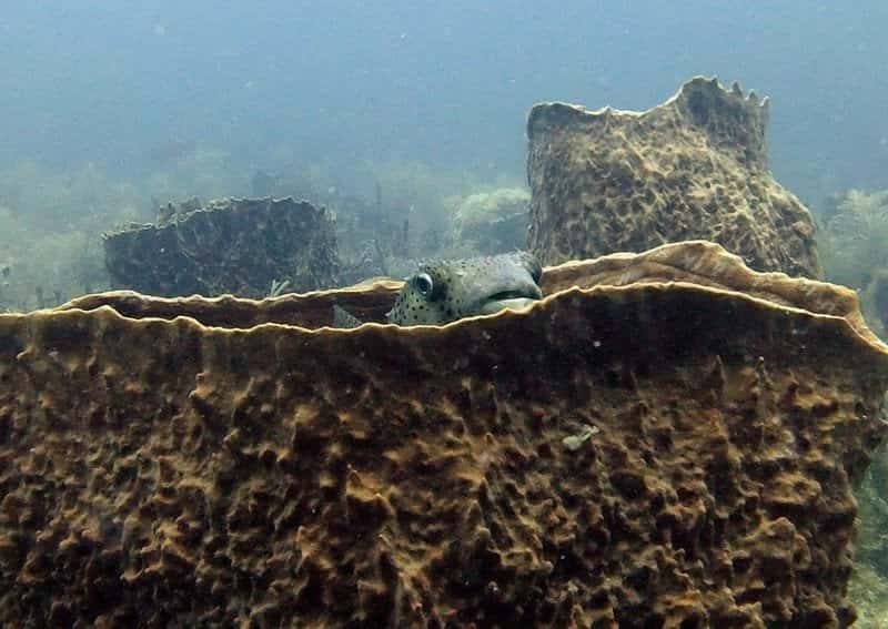 Active Divers Association — photo 5