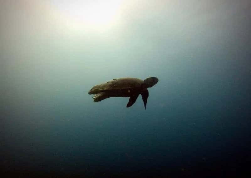 Active Divers Association — photo 3