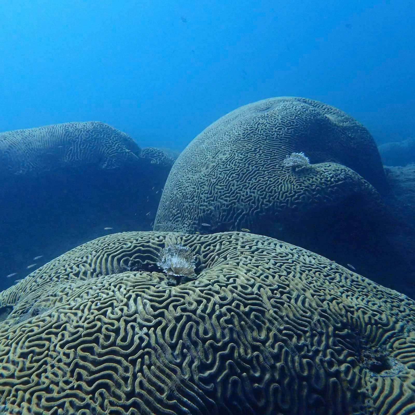 Sony Dive Center — photo 5