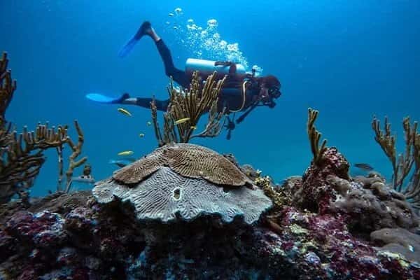 Sony Dive Center — photo 3