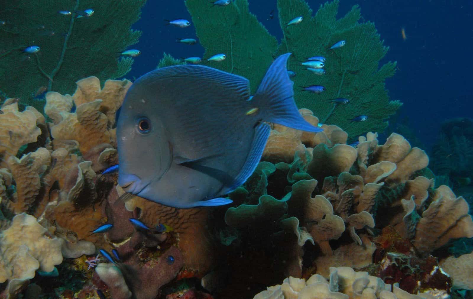 Scuba Club Auburn — photo 2
