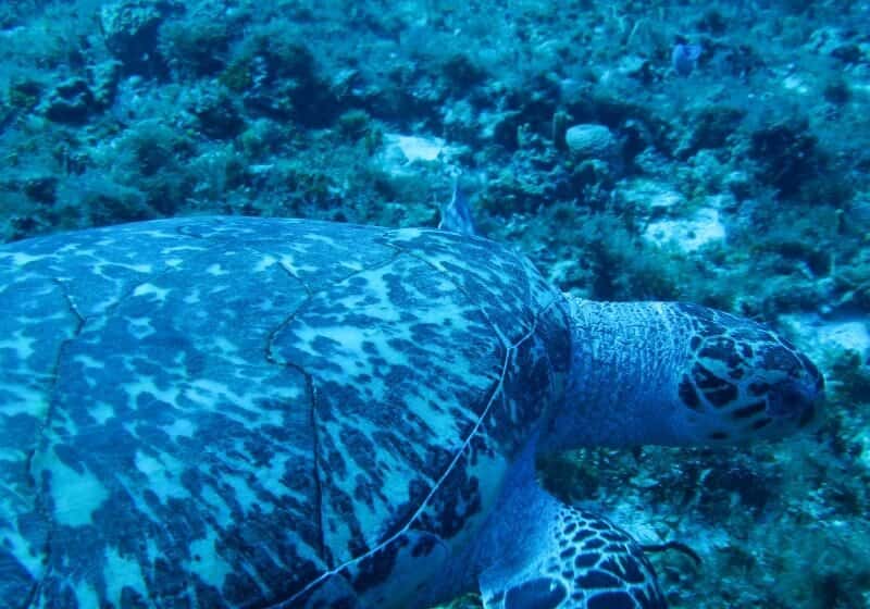Wet Set Diving Adventures — photo 2
