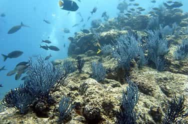 Harbor Dive Center